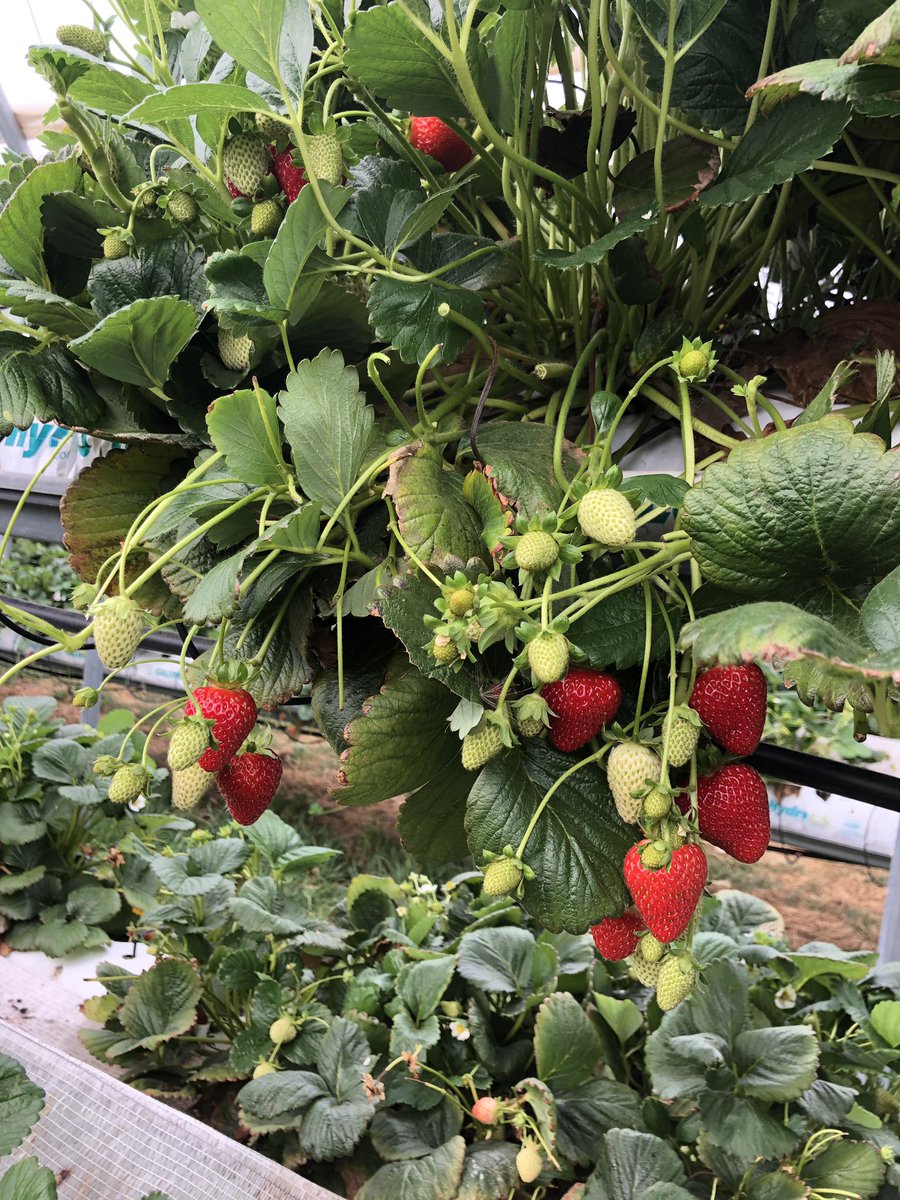 Weeredbarn's tweet photo. Yummy strawberries until june https://t.co/gNcg5Crvgp