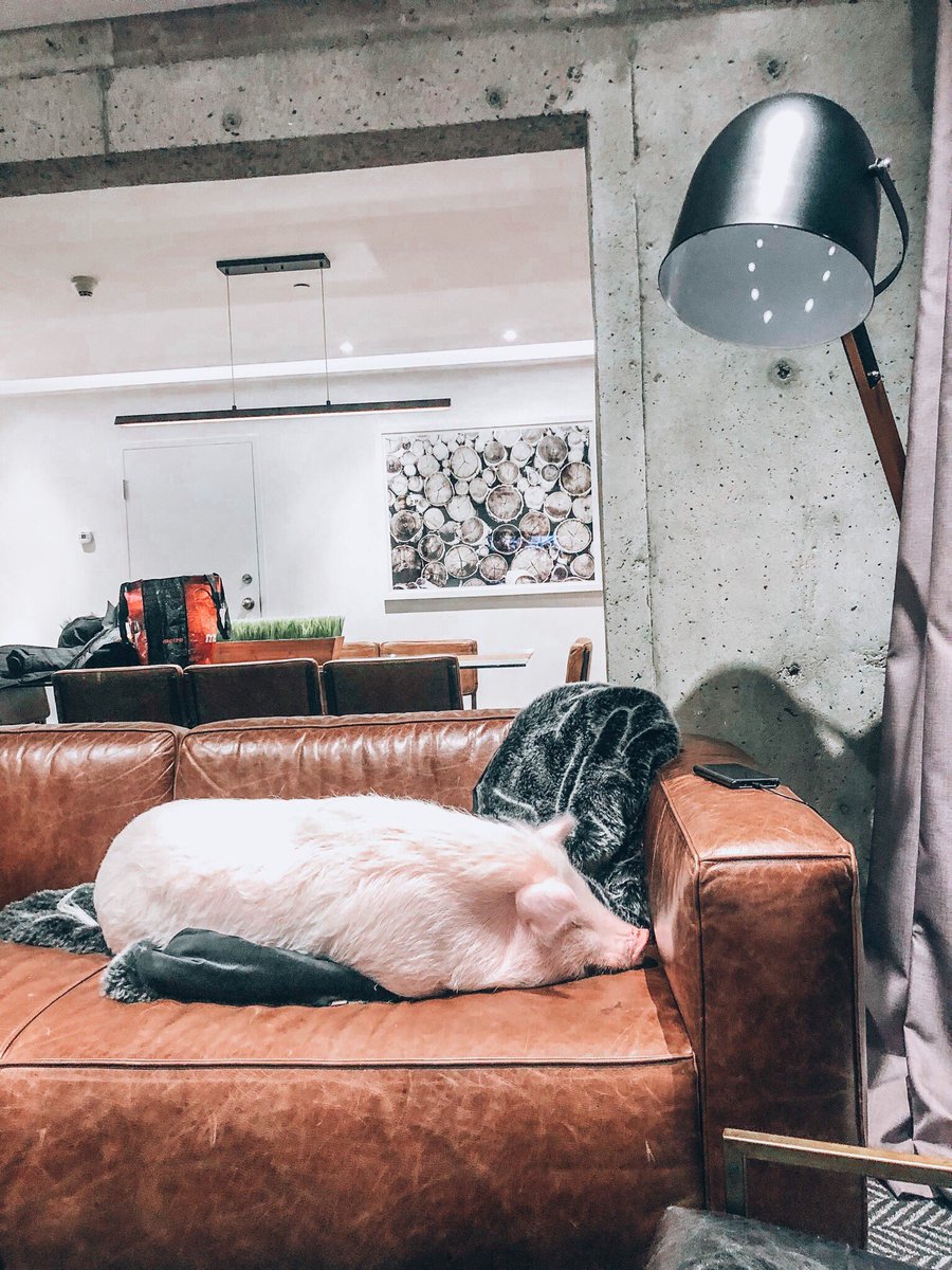 Couch potatoe 🛋 🐖🥔