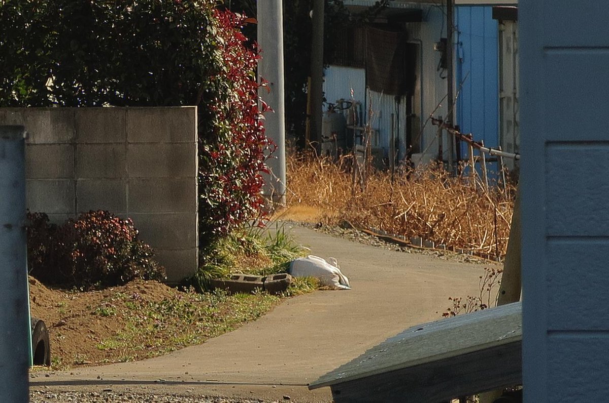 yokozawa tweet media