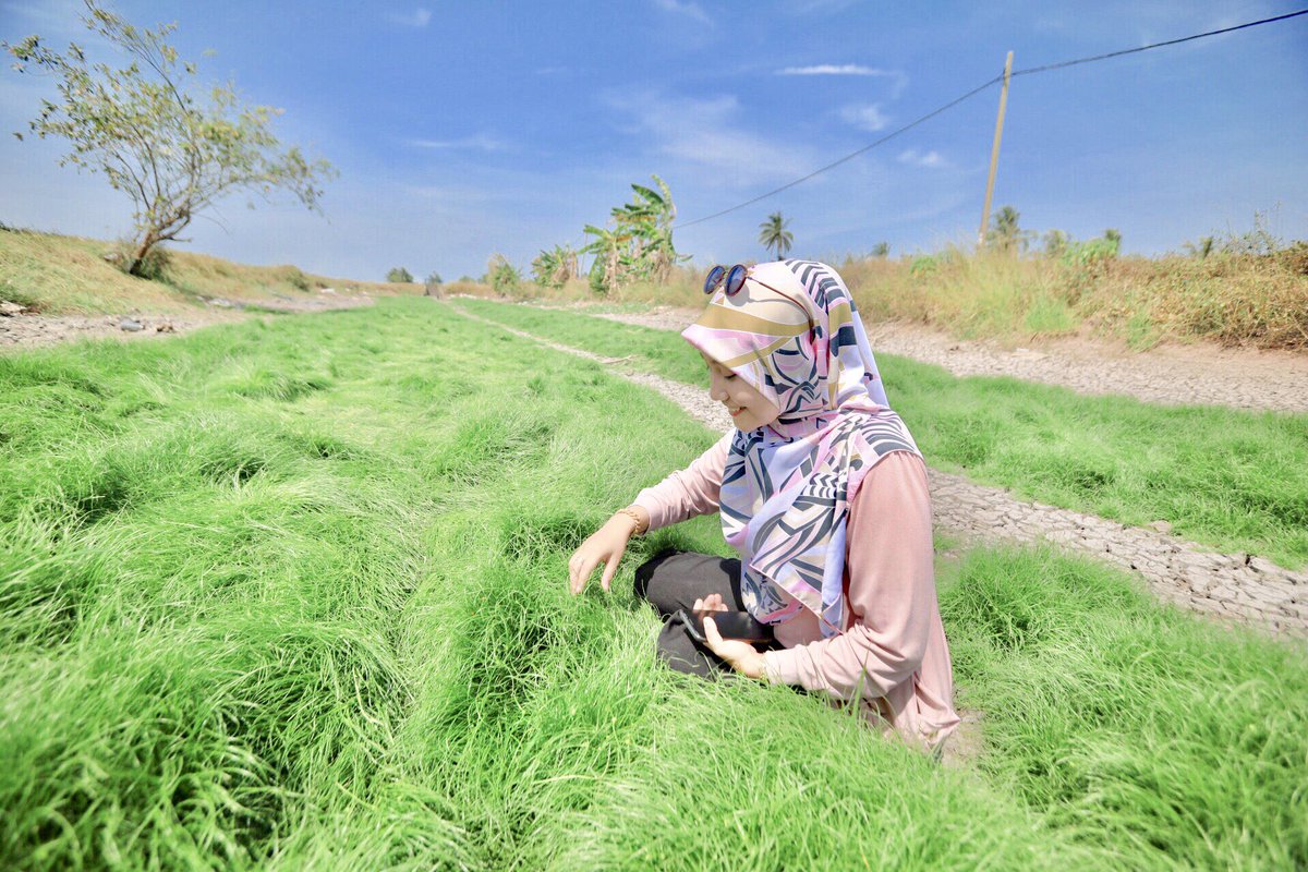 tali air sawah padi