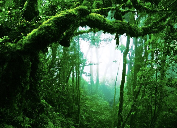 trinitydota's tweet photo. Are you ready to visit the jungle? Make sure you grab ticket for Trinity High School Department of Theatre Arts’ production of Tarzan, running March 13-24. Tickets at https://t.co/uxFRrzsalH. @trinitydota @thsrocks #thsdotatarzan #tarzanandjane #twoworldsonefamily https://t.co/KensTGeHFE
