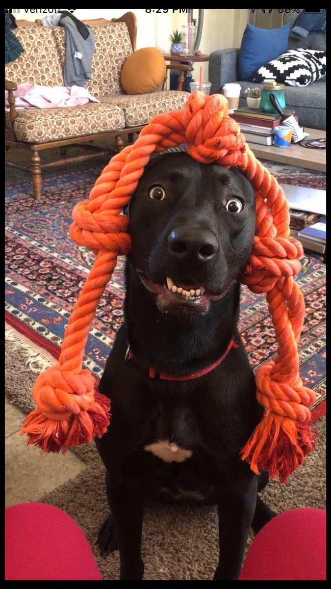 ElitePetFan's tweet photo. Hello, welcome to Wendy's 🤣🤣🐶

#Dogs #Dogsoftwitter #AdoptDontShop #DogLovers #DogsAreLove #DogsAreFamily #SundayThoughts #Funny https://t.co/nXIcD7Vmom