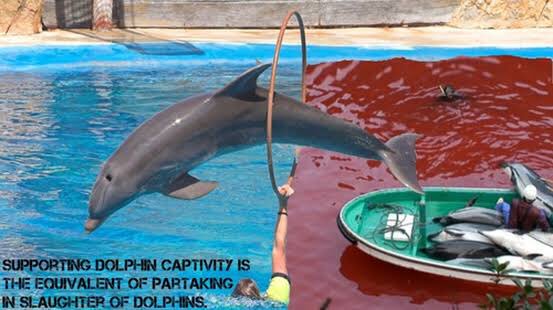 Rachelch35's tweet photo. @Dolphin_Project ALL CORRUPT!!! TRAINERS!! COASTGUARD!! UNFORGIVABLE & ALL FOR GREED!!! #Dontbutaticket π YOU ARE FUNDING DOLPHIN SLAUGHTER & IMPRISONMENT ππ¬ A LIFE OF PURE EVIL MISERY #dontbuyaticket π¬TY #DOLPHINPROJECT #EndCaptivity https://t.co/hllLjz3P6f