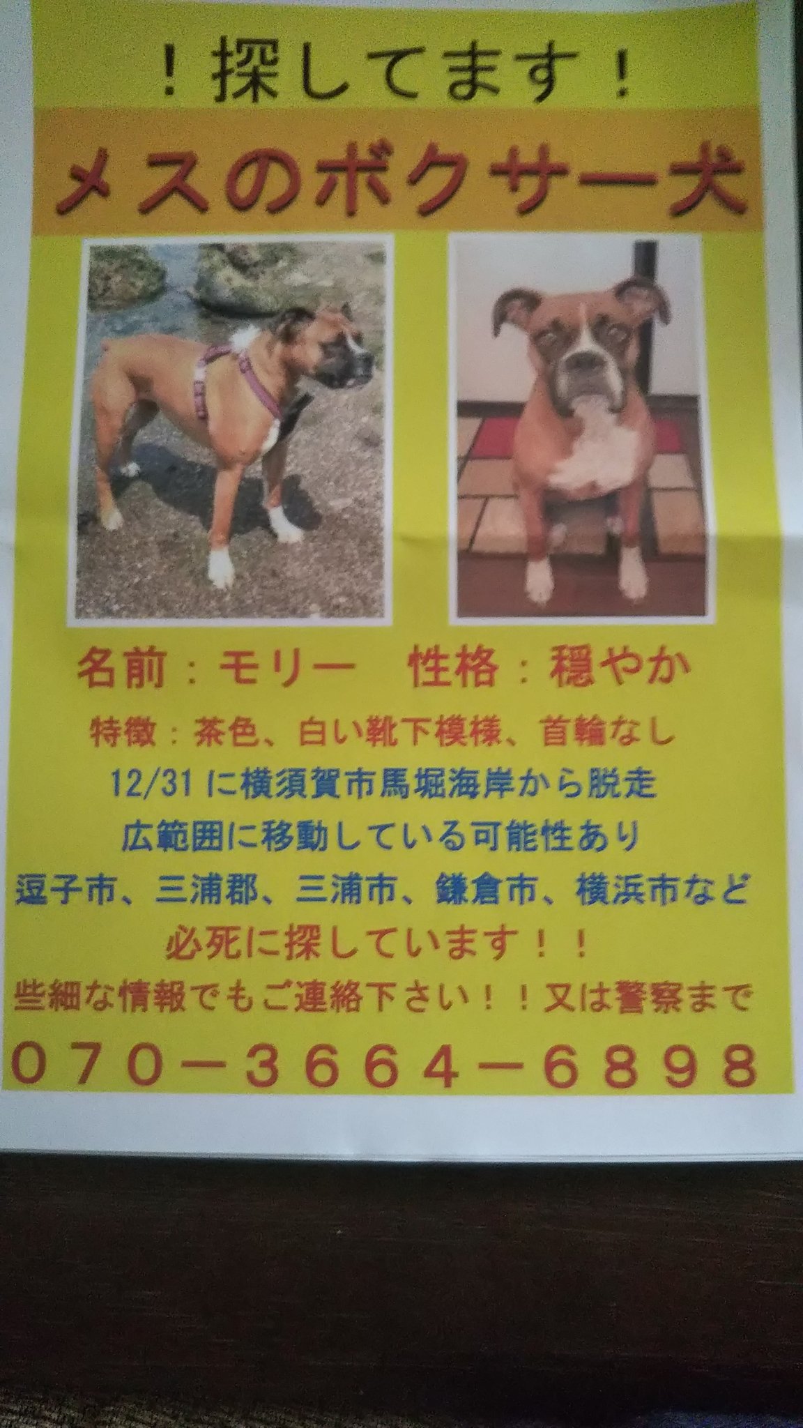 迷子犬アカウント リツイートのご協力ありがとうございます 2 17日曜日昼間横須賀市三春町4丁目で目撃があり ボクサー犬モリーとの確認とれました 見かけましたら追わずにチラシ番号かdmに連絡お願い致します 横須賀市 三春町 拡散