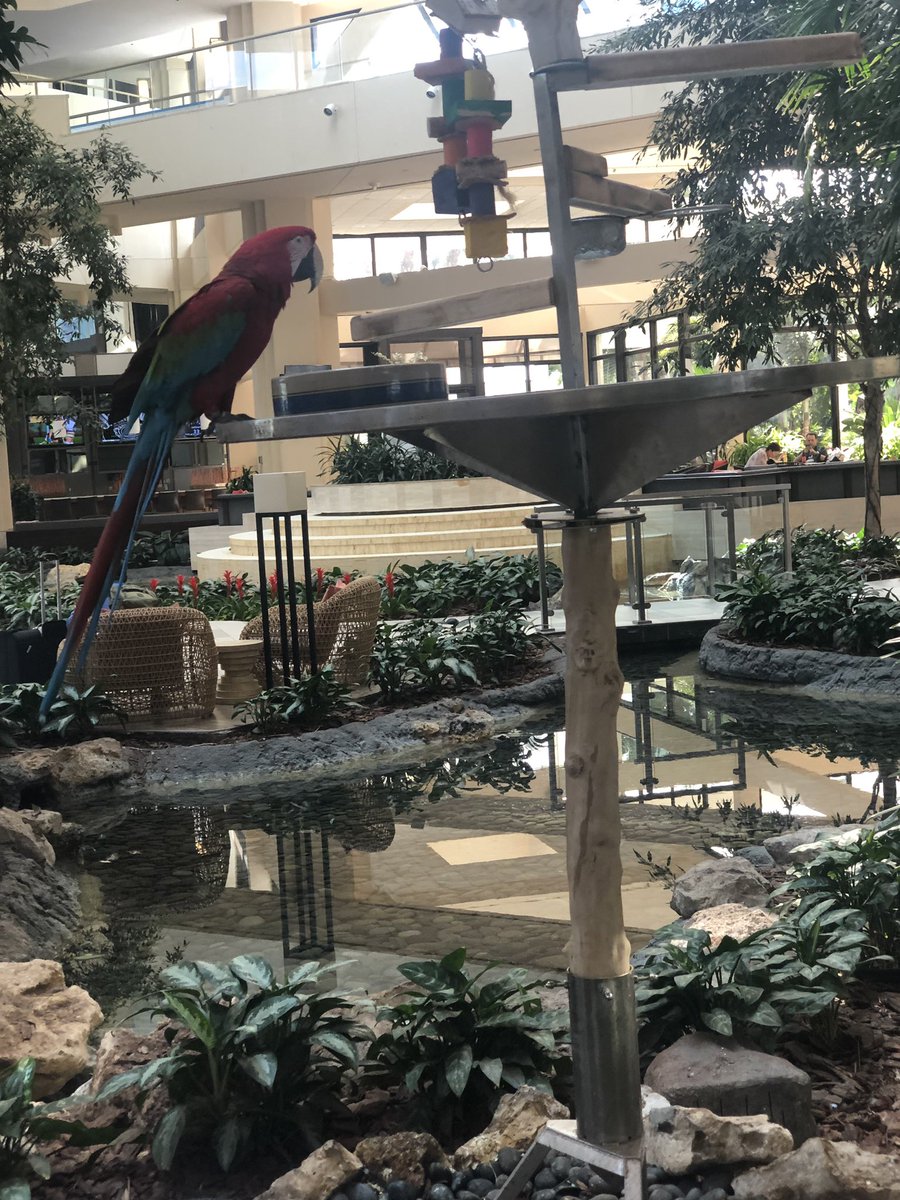 NIITConfluence's tweet photo. Merlot is waiting to welcome everyone to Confluence 2019 @Hyatt Regency Grand Cypress. https://t.co/FLIzcRA5qj