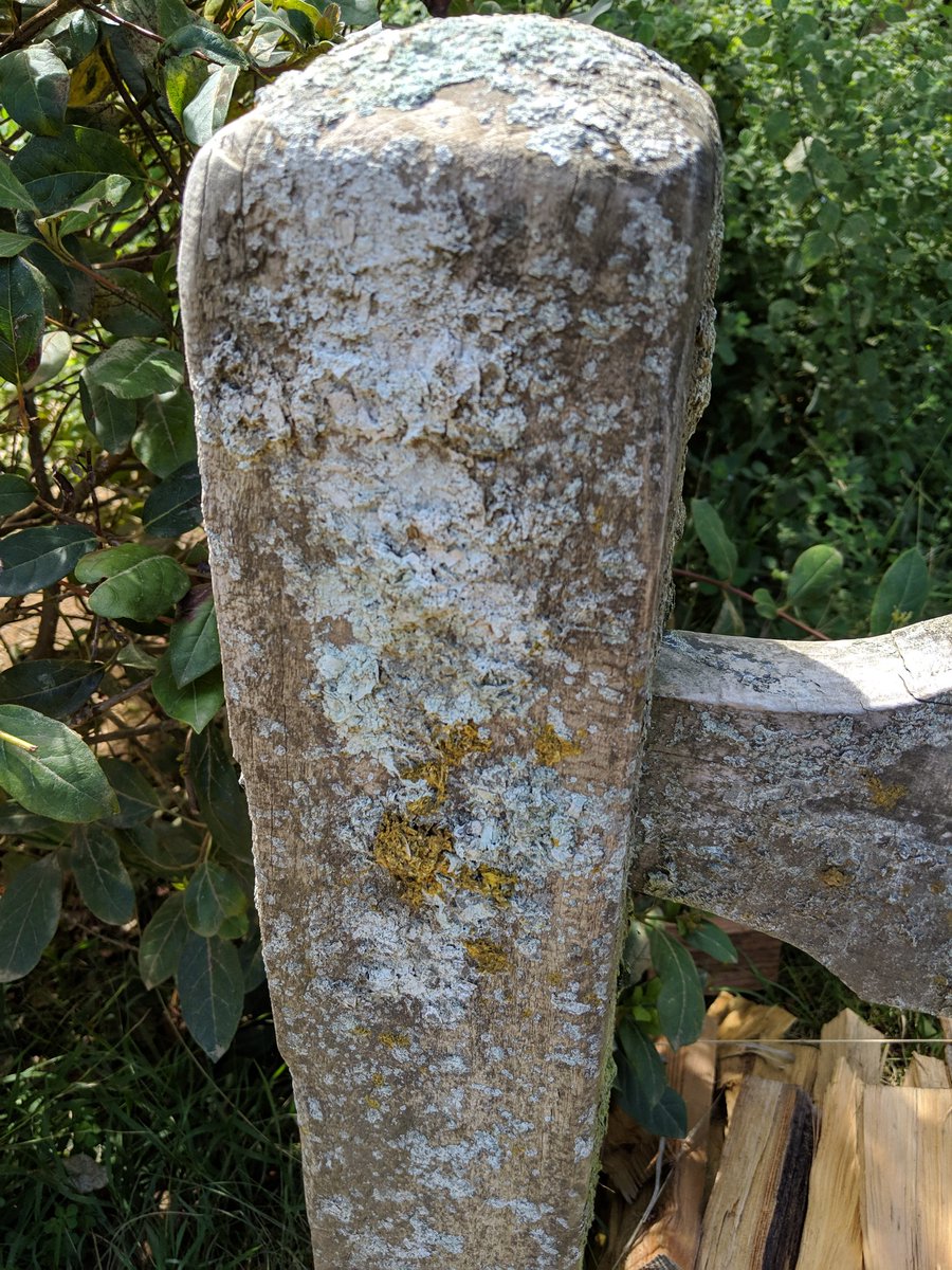 Al_R_Wallace's tweet photo. How to be an even bigger nerd on the Lord of the Rings movie set: assess the accuracy of the fake lichens, then examine the real lichens on site, too. #lichenology #LichenOrNot @Texosporium https://t.co/71ZA6tFuMD