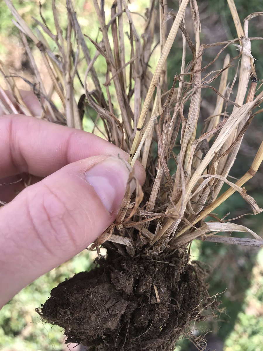 laurajeankeenan's tweet photo. ASW: with the onset of summer dry, these guys are having a field day damaging pastures. Watch out for entry/exit holes of the larvae as a sign of ASW presence. Grass to grass regeneration should include an insecticide at spray out + seed treatment! @turnipboy17 @Agricom_NZ https://t.co/tUrZp1d1DP