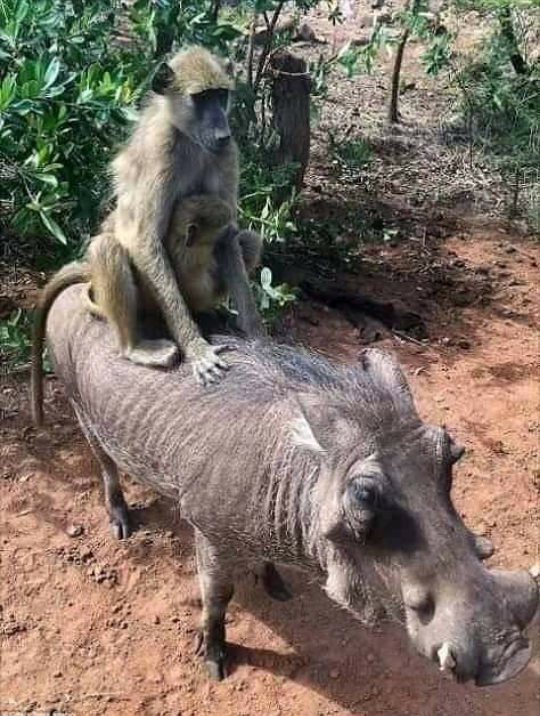 okello90's tweet photo. Somebody send me 1000ksh na kakitu juu https://t.co/novUgXFTqA