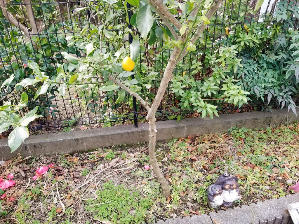 18歳の時、会社に植えたレモンの木に実がなった！！