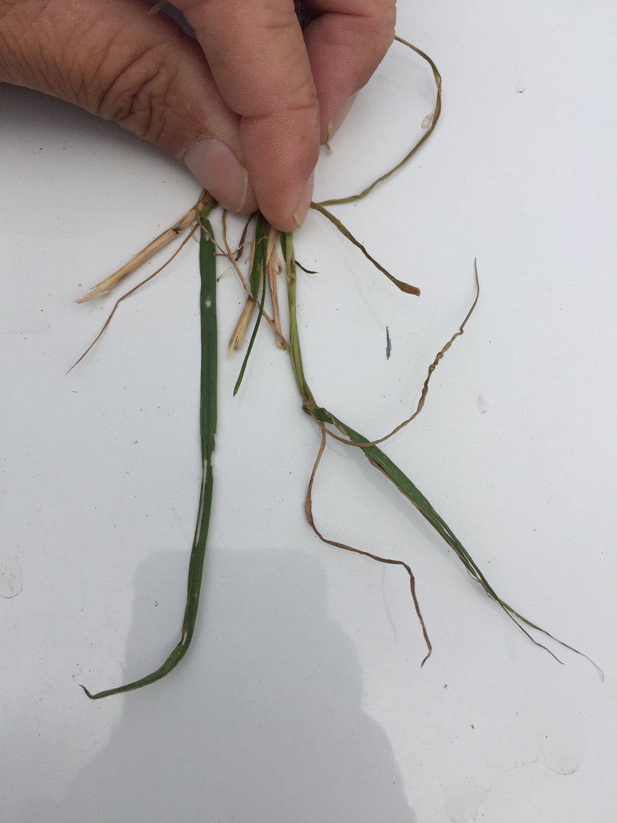 turnipboy17's tweet photo. @laurajeankeenan @Agricom_NZ Here’s another classic stem weevil tiller kill plus exist hole this is from an Italian plant in a perennial ryegrass pasture @Agricom_NZ is certainly the time of year fro them often peak around the 20th Feb so we are in the zone https://t.co/cRO9xpdBFO