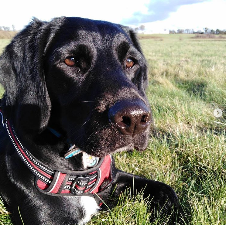 LexiAndPals's tweet photo. Meet Ella
Resting in the #Worcestershire sunshine.

we are @LexiAndPals 
https://t.co/nUb1BcIYwS

#Dogwalking #DogSitting #PetBehaviour #Evesham #MoretonInMarsh #ChippingCampden #Blockley #Pershore  #WorcestershireHour https://t.co/zBRbiH3izx
