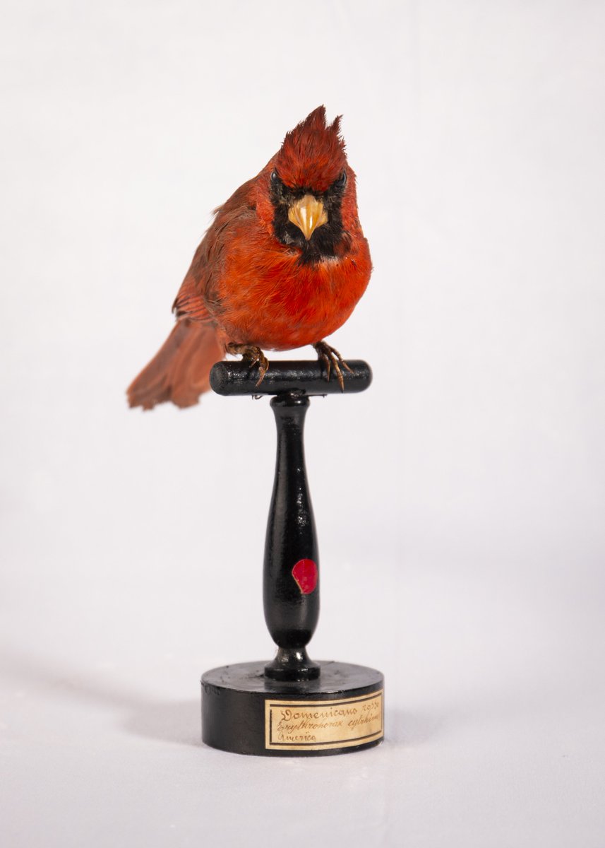 Chi si nasconde nel museo? 🔎 Questo uccellino è così amato da essere stato inserito da 7 stati americani tra le specie ufficiali 🐦 #MuseoVolta #LaNaturaAlLiceo #ornithology #SciComm #cardinaliscardinalis bit.ly/2GHuBAh