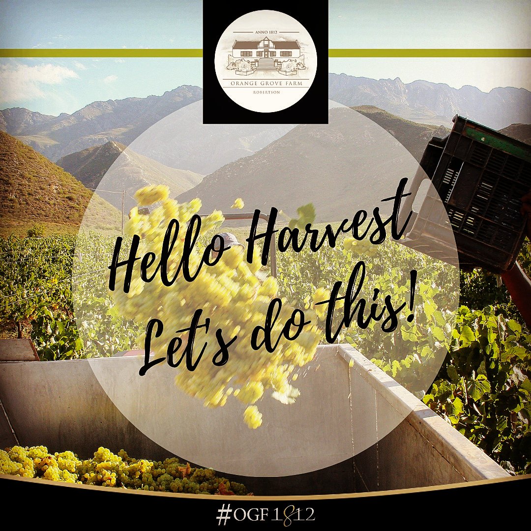 #TeamWorkMakesTheDreamWork #visitSAwinelands #harvest