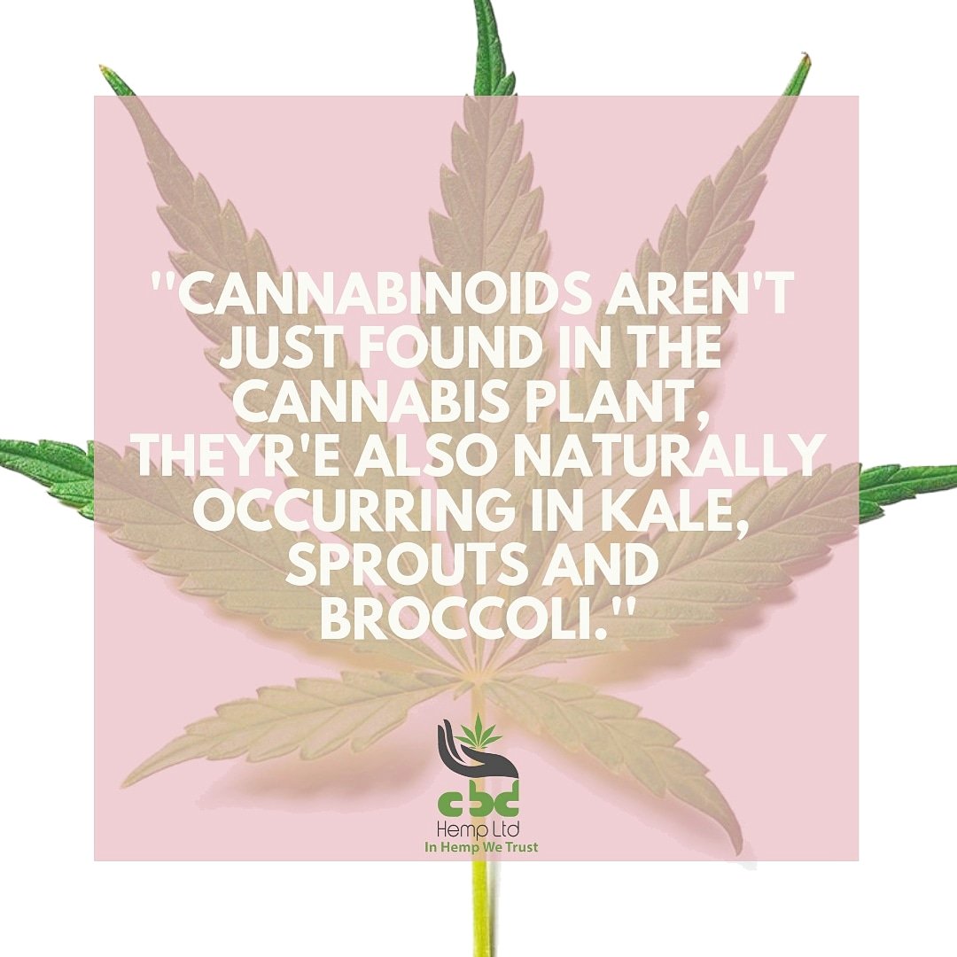 G R E E N  G O O D N E S S
.
You can stimulate and support your endocannabinoid system naturally, which can lead to a number of brain and health benefits. .
.
.
#cbd #cbdhempltd #cbdoil  #foodforthought #food #health #hemp #cannabis #cbduk #plant #croydon #purley