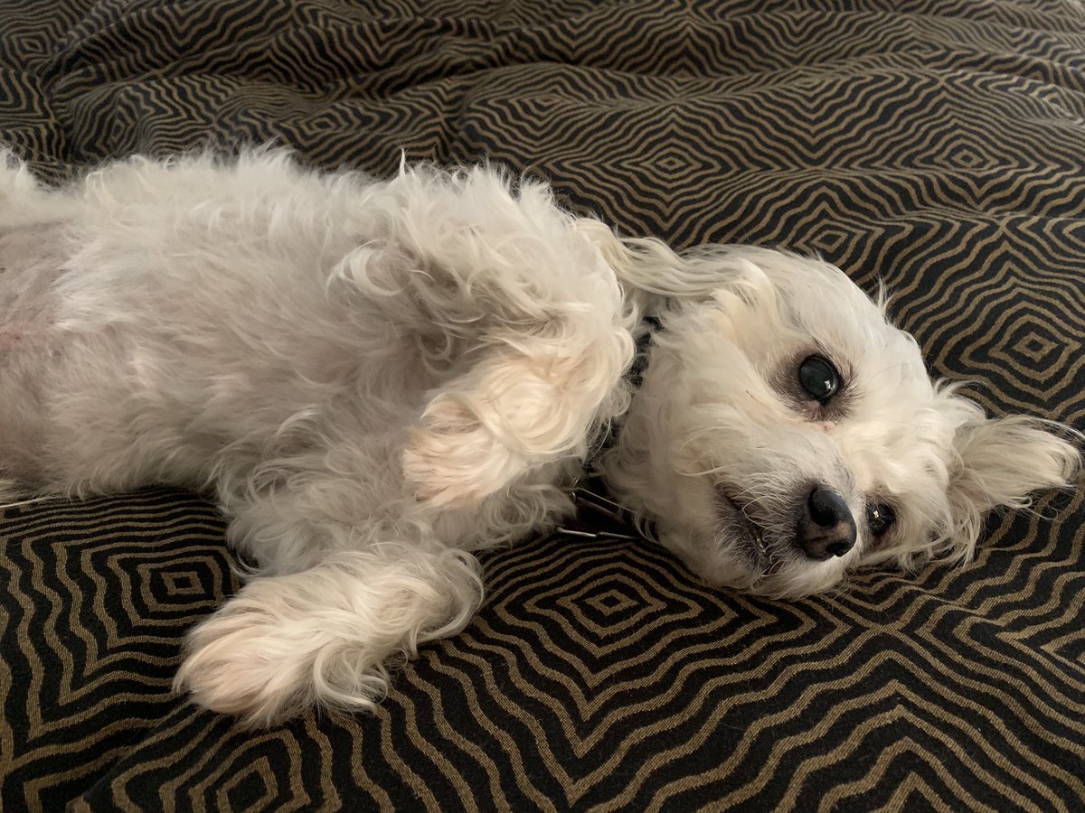 WHAT IS HAPPENING, TWITTER? STANLEY IS RELAXING.