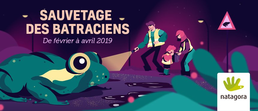 Join our Belgian partner <a href="/natagora/">Natagora</a> as they organise 'crossing guard' support to biodiversity as our amphibian friends migrate from forest to pond. if you can spare an evening, it’s a small help for biodiversity, and great fun. bit.ly/2UcxJHD