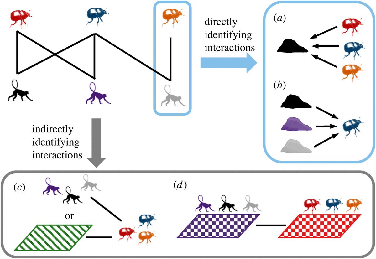 EleSlade's tweet image. Our new review paper is out! 
Dung beetle–mammal associations: methods, research trends and future directions | Proc B @RSocPublishing @BethRaine1 @CEROxford #DungBeetles #mammals #interactionnetworks royalsocietypublishing.org/doi/10.1098/rs…