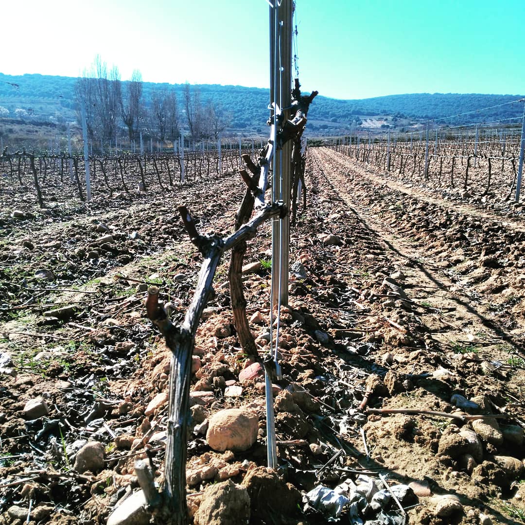 <> Tu hermoso
traje de primavera
es diferente,
el corazón sube a las ramas,
el viento mueve el día,
nada queda
dentro de tu alma inmóvil. <> #fotografia  #photografy  #wine  #winepassion  #winerylovers  #wineinsta  #winephotography  #vinosderioja  #viñedo  #vinos #vino #foto