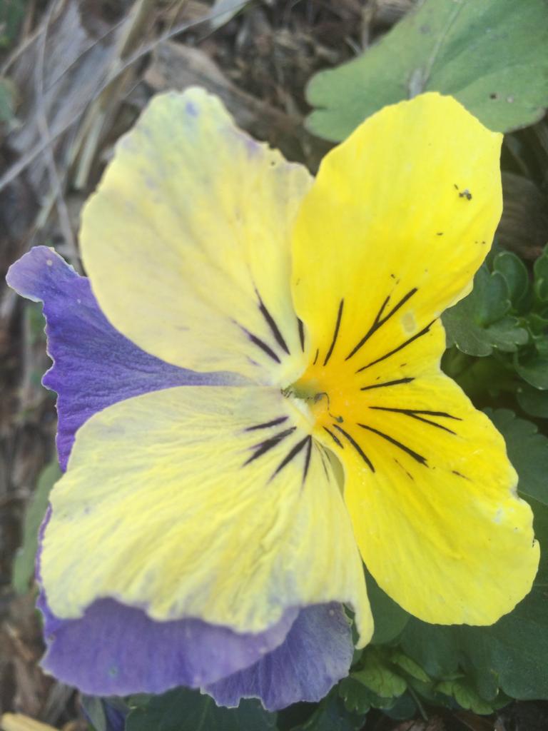 JardindeLecho's tweet photo. Ce repas vous est offert par le Jardin de l'Écho 🍴😉🐝
(Crocus, inconnue, pensée) https://t.co/ZnMFtEmISH