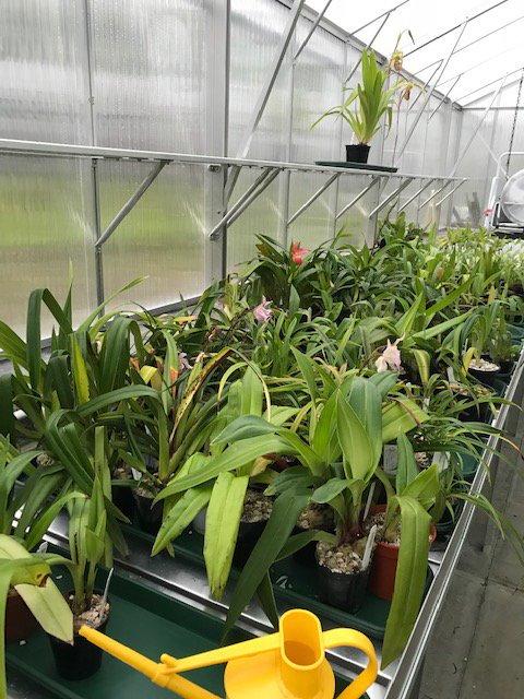 BritPaphSociety's tweet photo. Some fantastic shots of Elite Orchid's Phragmipedium area with very healthy seedlings and plants. They have some fantastic plants for sale including Paph's. Check them out!!!
#BPS #Paphs #Phrags #plants #hybrids #orchidaceae #nursery #orchids #slipperorchids #greenhouse https://t.co/yDLP23EpyI