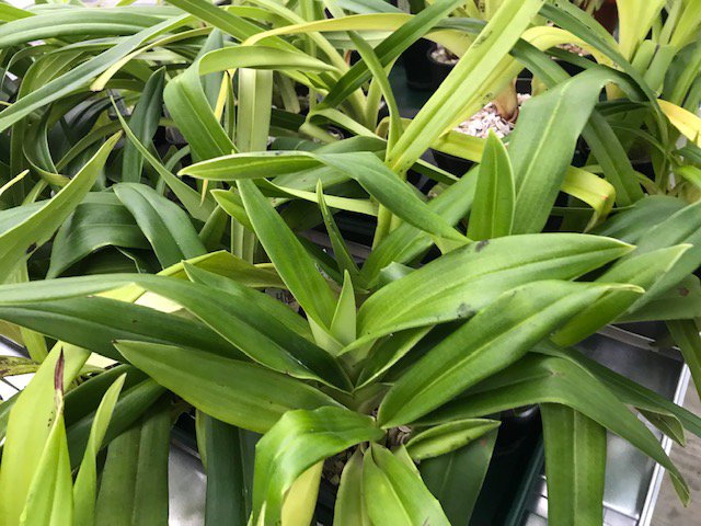 BritPaphSociety's tweet photo. Some fantastic shots of Elite Orchid's Phragmipedium area with very healthy seedlings and plants. They have some fantastic plants for sale including Paph's. Check them out!!!
#BPS #Paphs #Phrags #plants #hybrids #orchidaceae #nursery #orchids #slipperorchids #greenhouse https://t.co/yDLP23EpyI