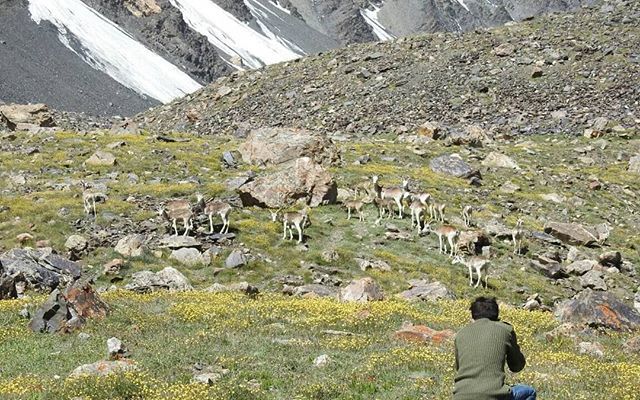Khunjerav's tweet photo. Photographer trying to take a better shot of Ibexes in the Khunjerav National Park
Via@pamirtime
#GilgitBaltistan #Hunza #Gojal #Khunjerab #Tourism #Wildlife #Photography #travel #Pakistan #Khunjrav_Pass #khunjeravborder https://t.co/BB4xAgZ1Wh https://t.co/FtnWnbNim7