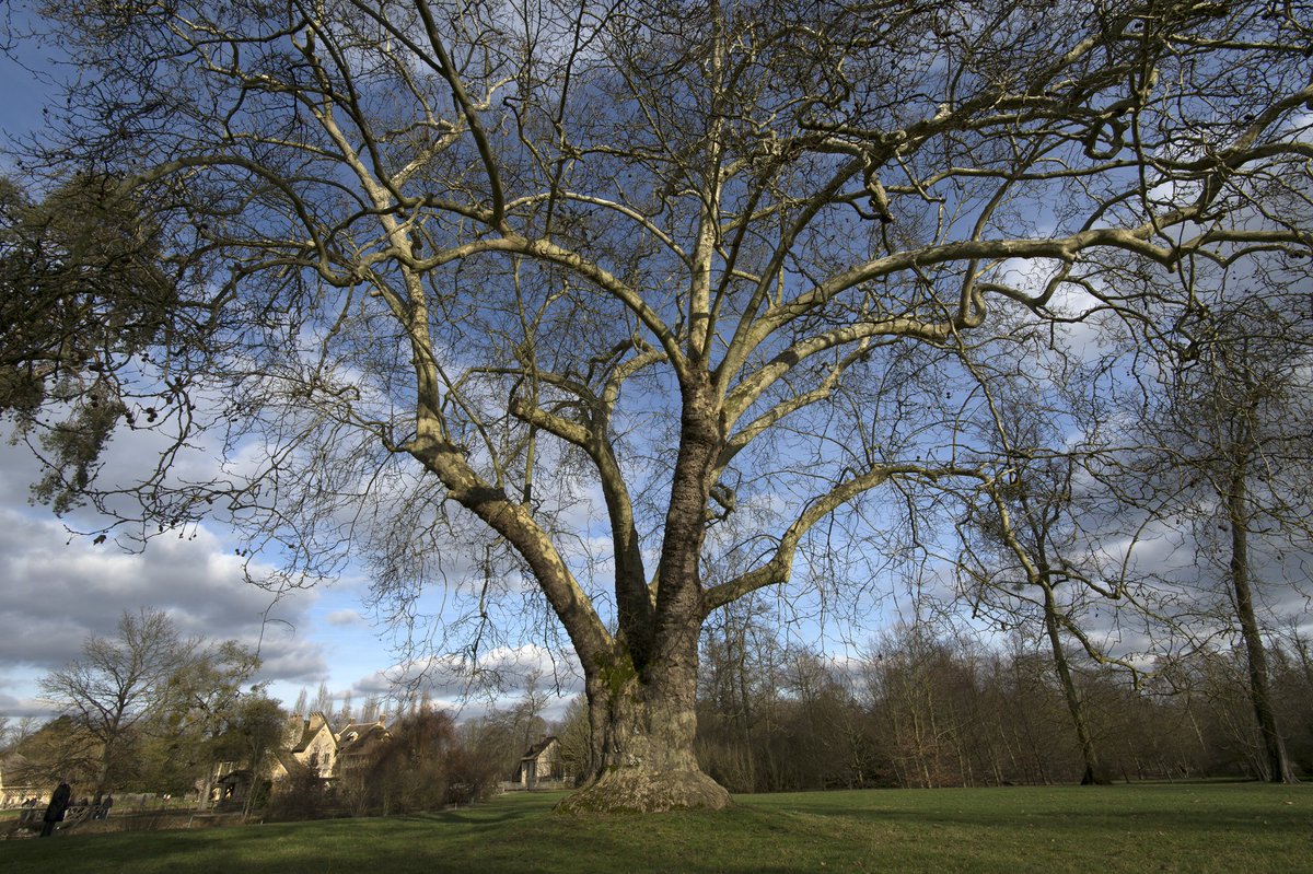 Résultat de recherche d'images pour "superbe arbres a versailles"