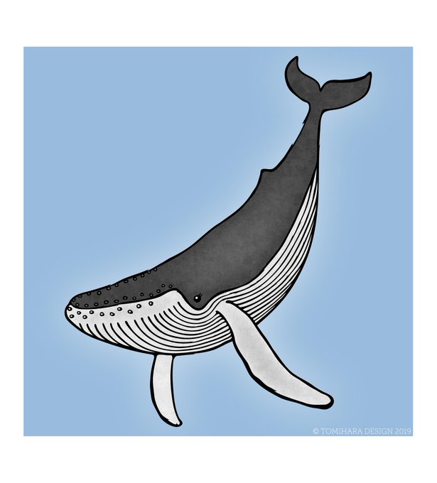 ザトウクジラのtwitterイラスト検索結果 古い順