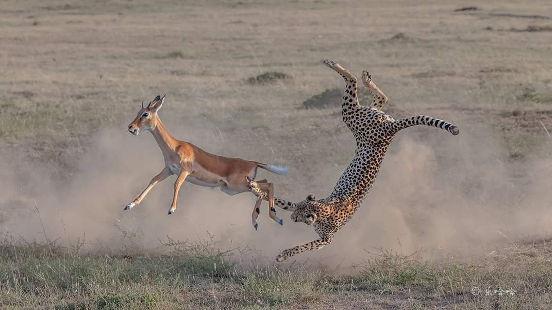 Chase animals. Гепард бежит за антилопой. Леопард гонится за антилопой. Лев гонится за антилопой. Гепард гонится за антилопой.