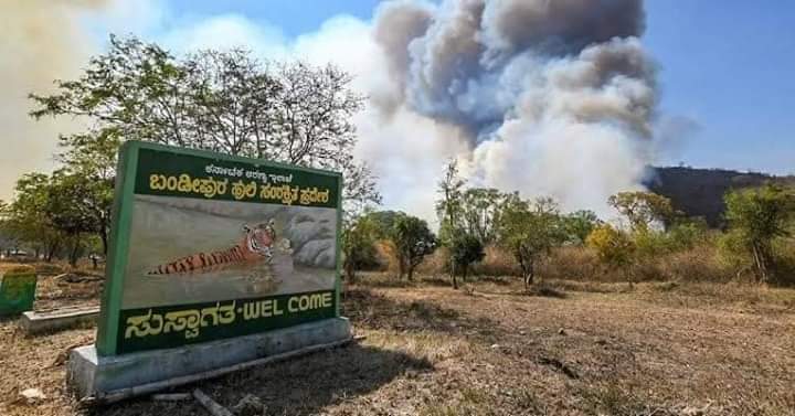 adarshahgd's tweet photo. Sir @narendramodi ji around 3,000 hectares of forest in Bandipur Tiger Reserve has been turned into ashes and due to forest fire. Aerial support in turning down the fire will help. Pls ensure our Karnataka's forests are saved. Already we have lost huge forest area.🙏
#Bandipur https://t.co/AiUnJgPjDL