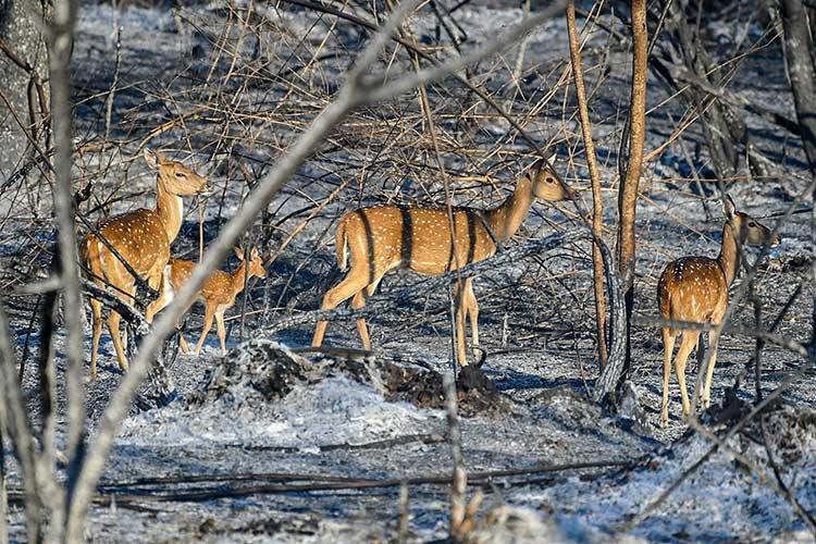 adarshahgd's tweet photo. Sir @narendramodi ji around 3,000 hectares of forest in Bandipur Tiger Reserve has been turned into ashes and due to forest fire. Aerial support in turning down the fire will help. Pls ensure our Karnataka's forests are saved. Already we have lost huge forest area.🙏
#Bandipur https://t.co/AiUnJgPjDL