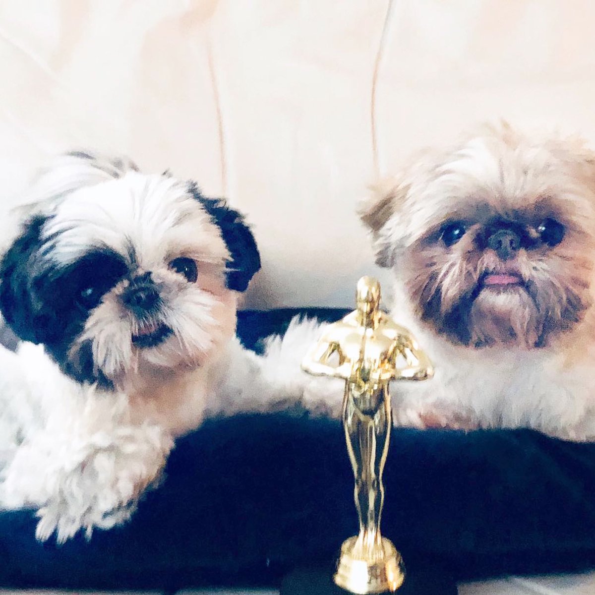 Congrats to all the nominees + winners tonight @Oscars2019 👏🏼@mowienzeppelin And the best #Oscar goes to: #MowieWowie + #Zeppelin!!! 🌟”Weeee are the Shih Tzus, our friends. And weeeee’ll keep on loviiiin’ ‘til the ennnnnd. We are Shih Tzuuus...of the woooorld!” #Oscar2019 #love