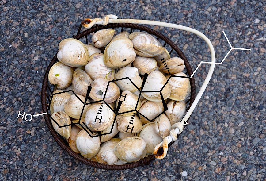 eedcAndy's tweet photo. Time to stew on #NationalClamChowderDay Recent research show clams secrete acid to carve into coral #deeplyboring Clams are some of the best options for low-cholesterol shellfish; just ~80 mg of cholesterol in a serving of 12 small clams vs ~155 mg for shrimp #acclamation #clamup https://t.co/UIGMTq0xqT