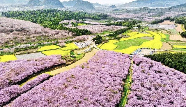VisitAnshun's tweet photo. Spring has arrived in Anshun. It is cherry blossoms season in Anshun Pingba farm in March every year, where there are over million acres of cherry blossoms with beautiful scenery. https://t.co/jBGjjlnyGK