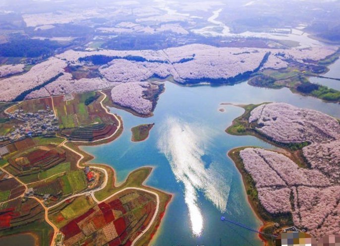 VisitAnshun's tweet photo. Spring has arrived in Anshun. It is cherry blossoms season in Anshun Pingba farm in March every year, where there are over million acres of cherry blossoms with beautiful scenery. https://t.co/jBGjjlnyGK