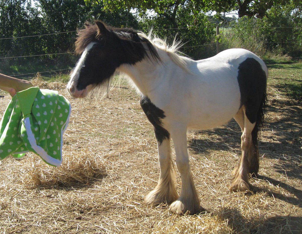 New week 
New #motto
Today our's is  "Have courage and be kind" 
Join in? What's your motto for the week? 
#ponyhour #MondayMotivation #quote Kyle Boureston