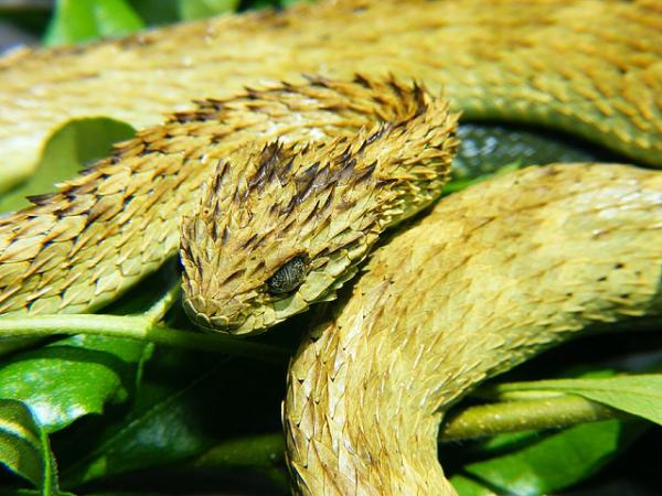 AndreasLaustsen's tweet photo. My former student, Cecilie Knudsen, has once again written an interesting post on #ToxBlog (in Danish) about the weirdest snakes in the world: https://t.co/lqCyUglSgH | #TropicalPharmacology https://t.co/S8JAr3PSnN