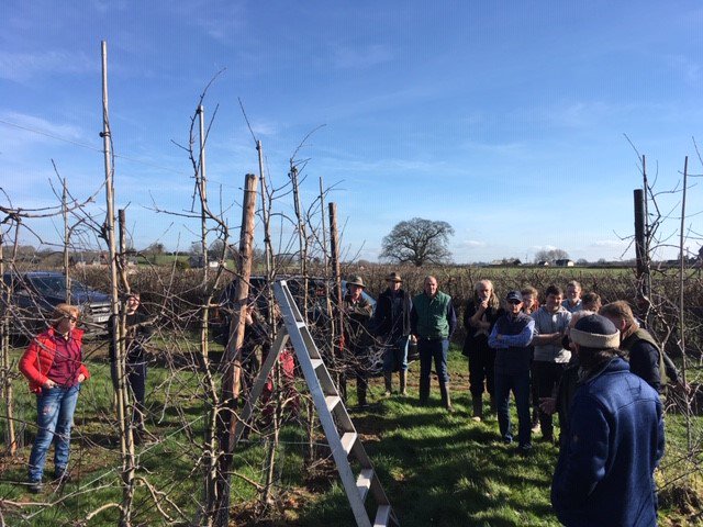 WyeFruit's tweet photo. Great #Junami pruning demonstration for some of the @WyeFruit growers last Thursday at Tillington Top Fruit. #apples🍏 #British🇬🇧 #Junami 🍎 https://t.co/HH7wosJq1d