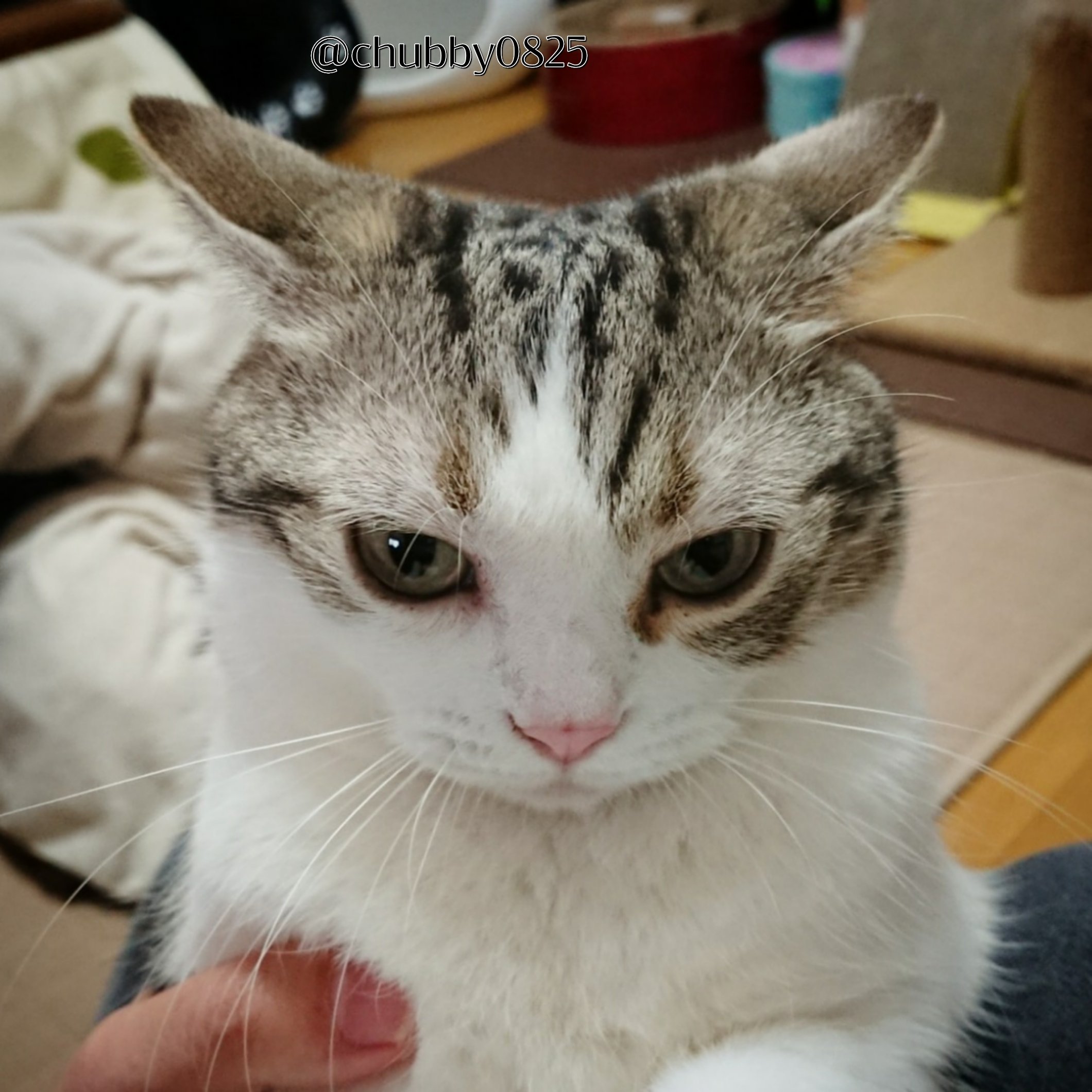抱っこ嫌いな猫 Twitter Search Twitter
