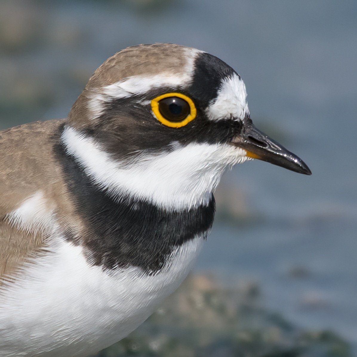 Little Ringed Plover