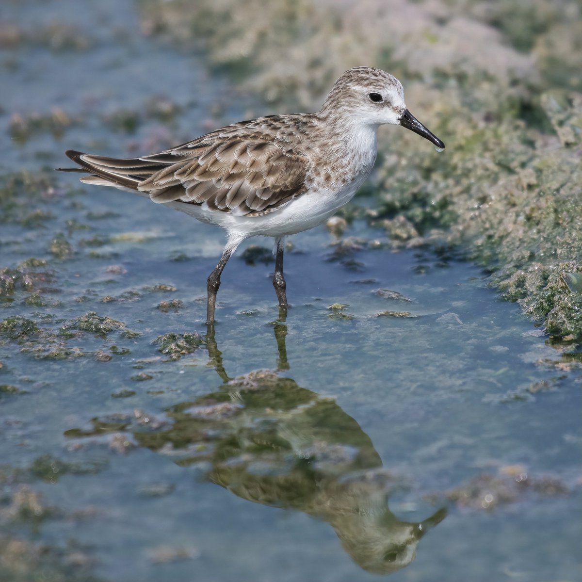 Little Stint