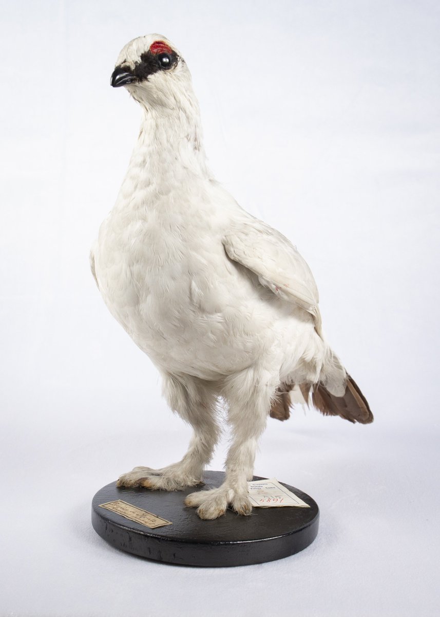 MuseoVolta's tweet photo. Chi si nasconde nel museo? 🔎La #pernicebianca è uno degli uccelli alpini a rischio a causa del riscaldamento globale 🌍🏔️ https://t.co/rop1lslH0q #MuseoVolta #LaNaturaAlLiceo  #ornithology #rockptamigan #globalwarming ⚠️ https://t.co/4pSPzGiDMl