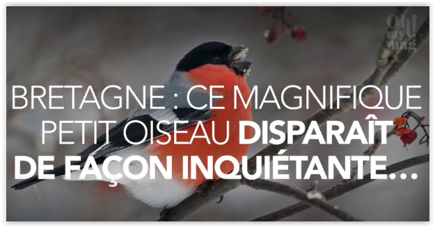 Webzh Zone On Twitter La Bretagne Au Chevet De Ce Tout