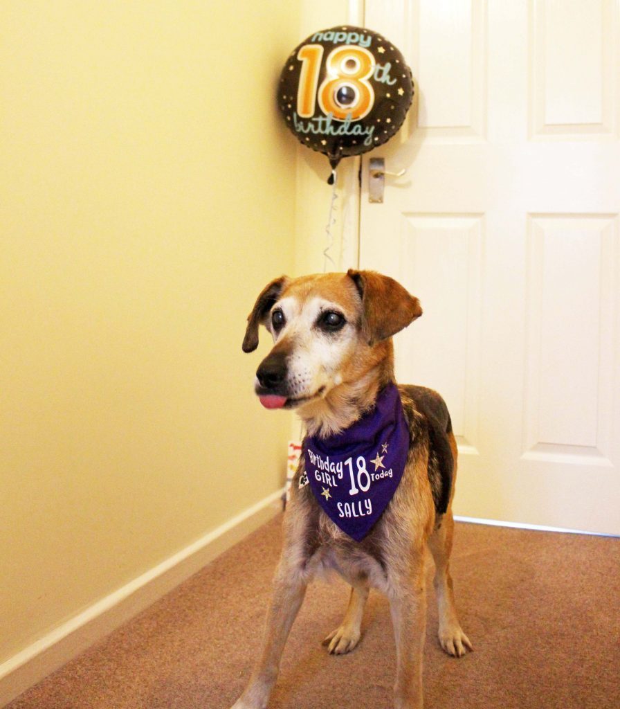 IAmSallyDog's tweet photo. And So I Turned 18 https://t.co/2m4ARDdOrJ https://t.co/5X7sjBc3XY