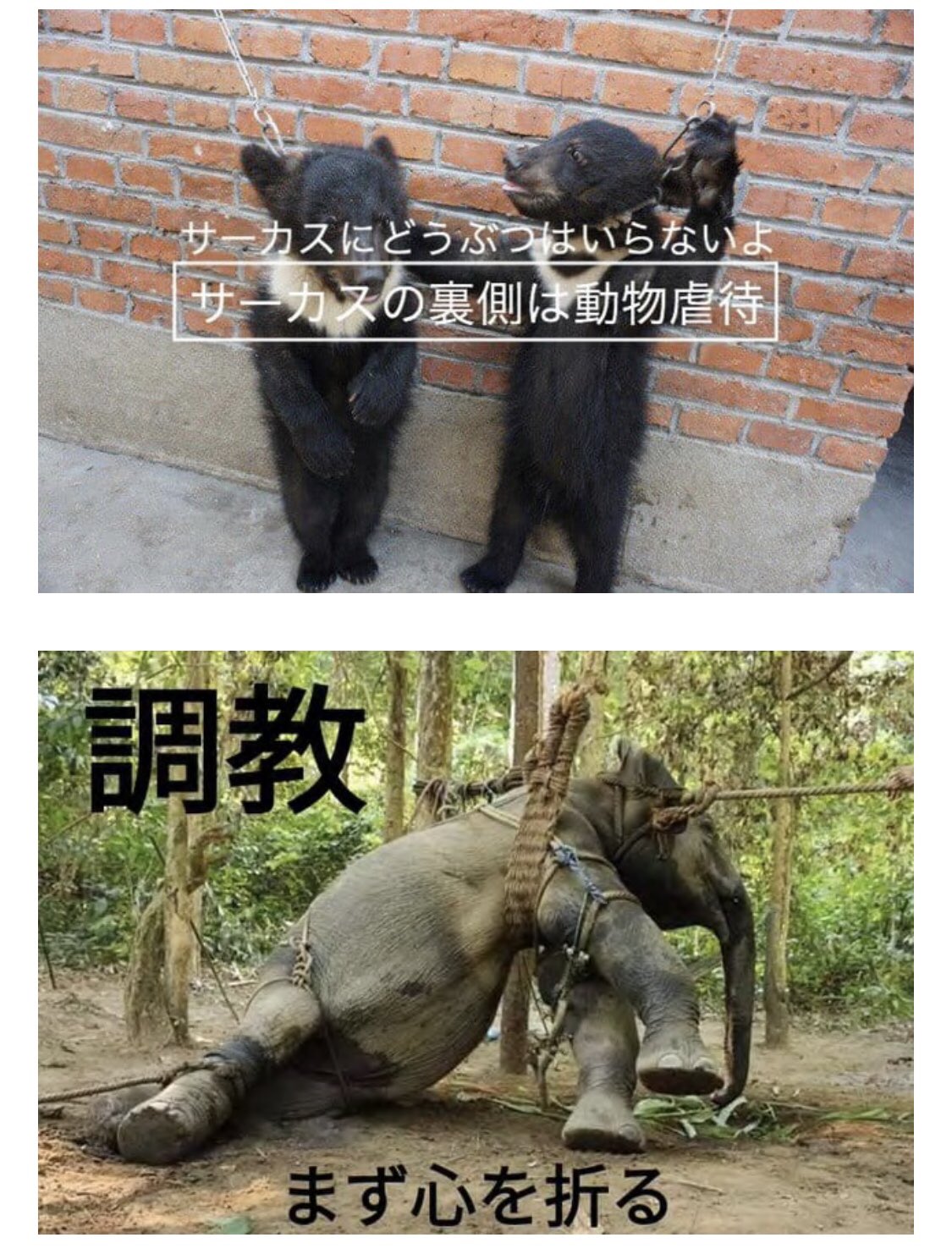 Reinoe Cruelty Free Circuskinoshita 木下大サーカスさん 動物 たちをショーに参加させるのはやめてください 裏側は虐待でしかありません 人間の見世物のために動物に苦痛を与えないでください 動物虐待 サーカス 日本公演 象のタイク T
