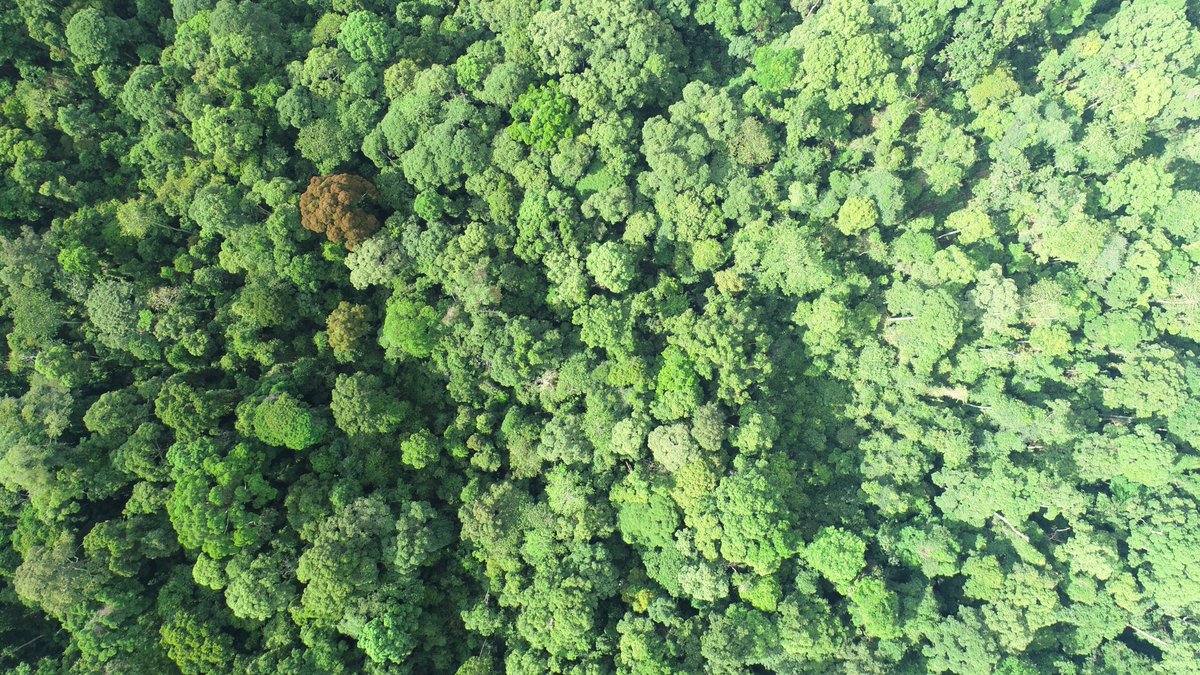 solomilne's tweet image. Using #drones to find #Orangutan nests &amp;amp; strangler figs (a vital food source) in #Sabah. The incredible field team has covered  ~100km2 of forest &amp;amp; over 2600 #CitizenScientists are helping us analyse the data! #tech4wildlife @UoABioSci @WILDLABSNET tinyurl.com/y33o82h8