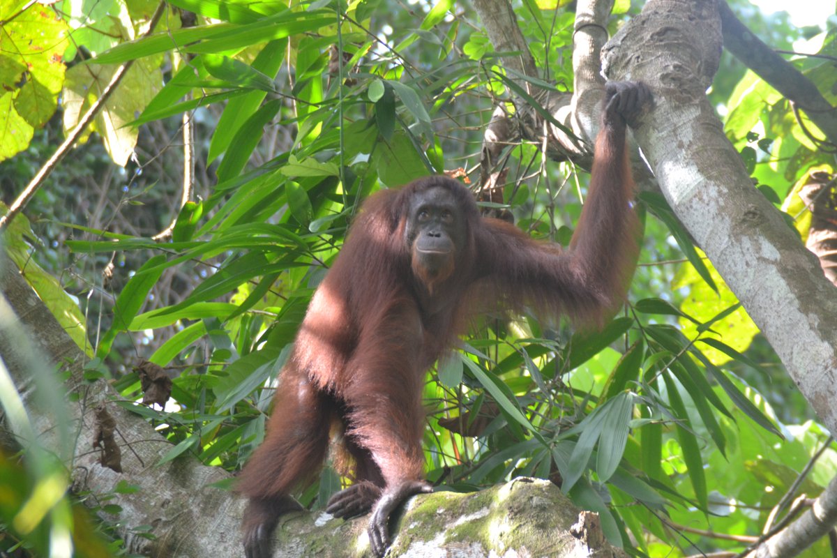 solomilne's tweet image. Using #drones to find #Orangutan nests &amp;amp; strangler figs (a vital food source) in #Sabah. The incredible field team has covered  ~100km2 of forest &amp;amp; over 2600 #CitizenScientists are helping us analyse the data! #tech4wildlife @UoABioSci @WILDLABSNET tinyurl.com/y33o82h8