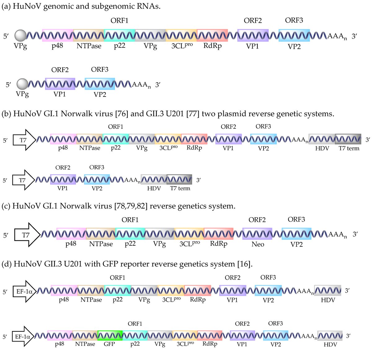 biological role of inorganic