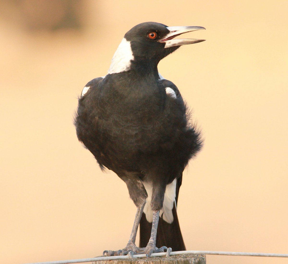 The Australian Magpie; an Aussie icon.
#elthamtown #magpie #australianmagpie #summer #birdlife #birds #bird #birdsofaustralia #canonaustralia #birdphotography #nature #naturephotography #photography #nofilter #noedit