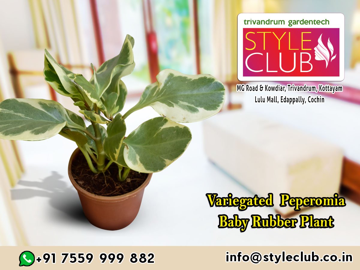 tgtstyleclub's tweet photo. #variegatedpeperomia #peperomia #liveplants #plants #indoorplants #pots #ceramicpots #gardenaccessories #homegarden #gardening #interiordesigning #interiordecorations #garden #styleclub #trivandrumgardentech https://t.co/KyWfozcNjX